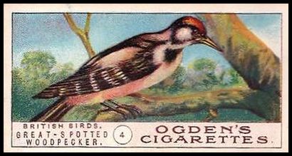 05OBB 4 Great Spotted Woodpecker.jpg